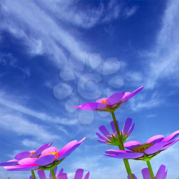 Beautiful Cosmos Flower against the sky. 3D illustration.