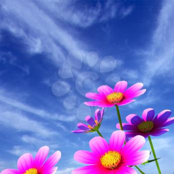 Beautiful Cosmos Flower against the sky. 3D illustration.