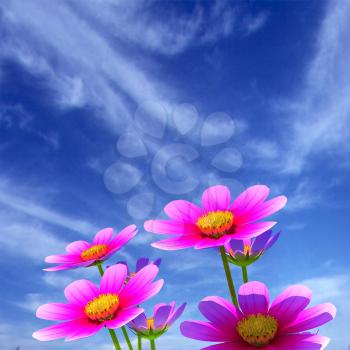 Beautiful Cosmos Flower against the sky. 3D illustration.