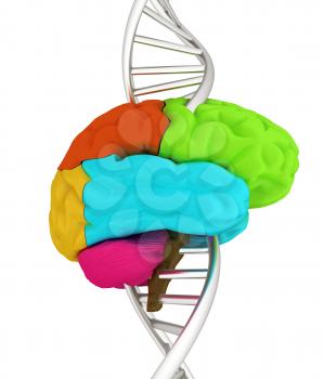 Brain and dna. 3d illustration