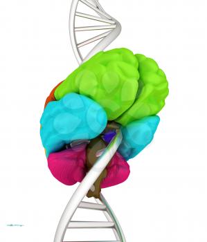 Brain and dna. 3d illustration