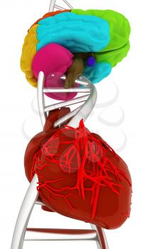 DNA, brain and heart. 3d illustration