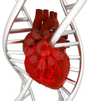 DNA and heart. 3d illustration