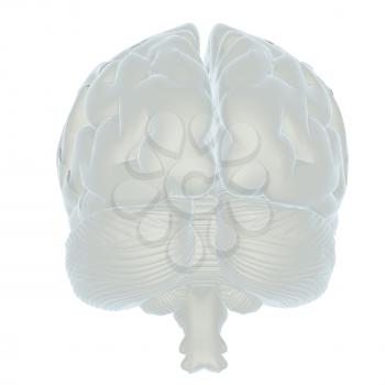 3D illustration of human brain