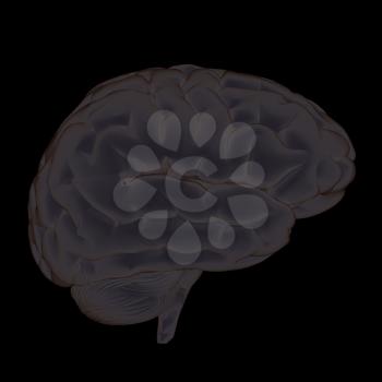 3D illustration of human brain