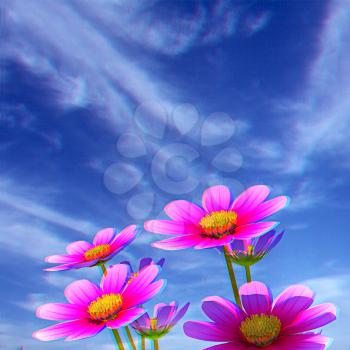 Beautiful Cosmos Flower against the sky. 3D illustration.. Anaglyph. View with red/cyan glasses to see in 3D.