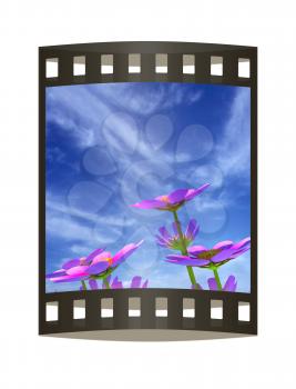 Beautiful Cosmos Flower against the sky. 3D illustration.. The film strip