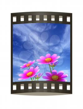 Beautiful Cosmos Flower against the sky. 3D illustration.. The film strip