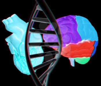 DNA, brain and heart. 3d illustration. Anaglyph. View with red/cyan glasses to see in 3D.