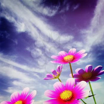 Beautiful Cosmos Flower against the sky. 3D illustration.