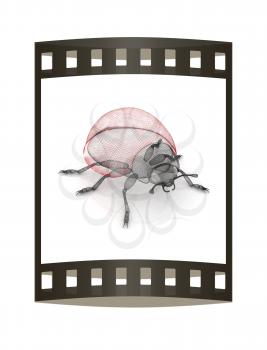 Ladybird on a white background. 3D illustration.. The film strip.