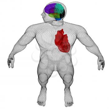 Wire human body model with heart and brain in x-ray. 3d render