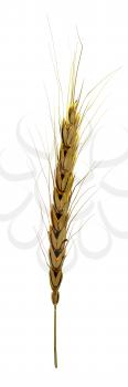 Golden spikelet. 3d render