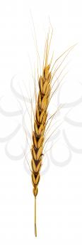 Golden spikelet. 3d render