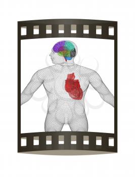 Wire human body model with heart and brain in x-ray. 3d render. Film strip.