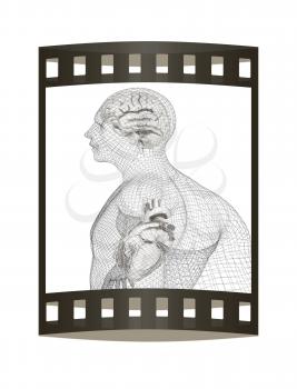 Wire human body model with heart and brain in x-ray. 3d render. Film strip.