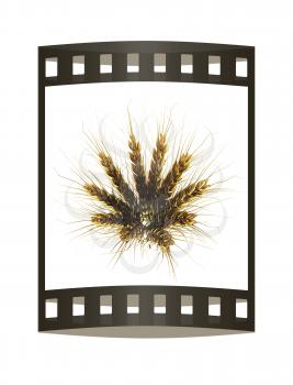 Golden spikelet. 3d render. Film strip.