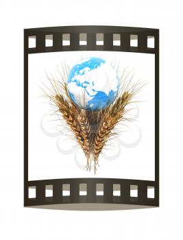 Golden metal ears of wheat and Earth. Symbol that depicts prosperity, wealth and abundance. 3d render. Film strip.