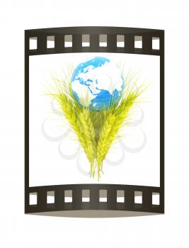 Yellow ears of wheat and Earth. Symbol that depicts prosperity, wealth and abundance. 3d render. Film strip.