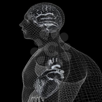 Wire human body model with heart and brain in x-ray. 3d render. On a black background.