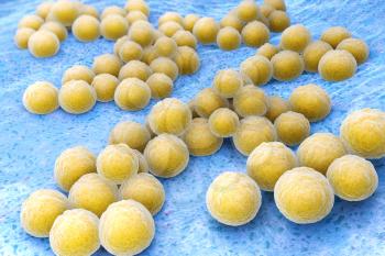 Staphylococcus aureus