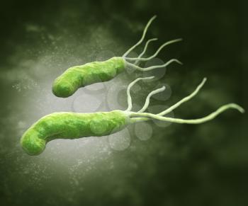 HELICOBACTER PYLORI