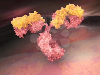 Human antibody (immunoglobulin)