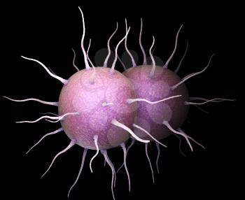 Neisseria gonorrhoeae, the bacterium responsible for the sexually transmitted infection Gonorrhea. 3D illustration