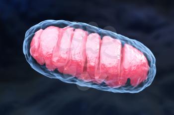 Mitochondrion is a double membrane-bound organelle found in all eukaryotic organisms. 3D illustration