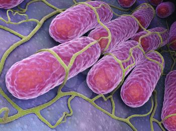 Culture of Salmonella bacteria.3 D illustration