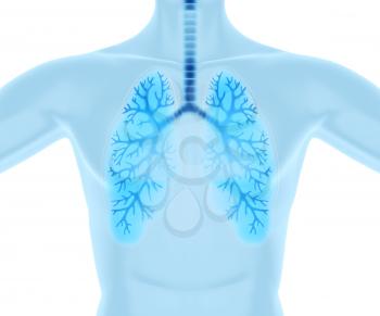 Clean and healthy lungs.3D illustration