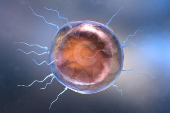 Illustration of sperm and egg cell. 3D illustration