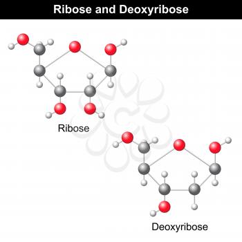 Deoxyribose Clipart