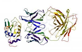 Immunoglobulin bound to antigen. Molecular structure