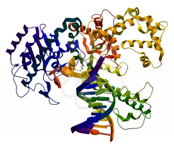 DNA polymerase I. An enzyme that participates in the DNA replication