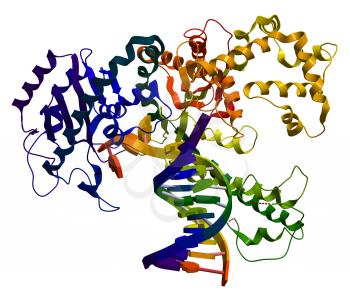 DNA polymerase I. An enzyme that participates in the DNA replication