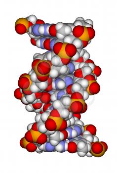 Part of a DNA double helix isolated on a white background