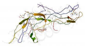 Human chorionic gonadotropin hormone. Molecular structure.