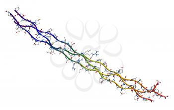 Segment of human collagen isolated on a white background