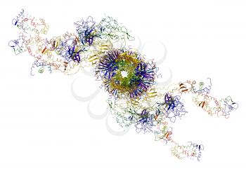 Molecular motor: myosins and actin causing muscle contractions. Illustration on a white background