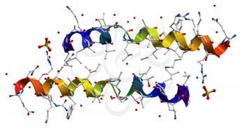 Melittin, the principal active component of apitoxin (bee venom). 3D structure