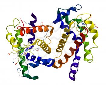 Molecular structure of human oxyhemoglobin obtained by an X-Ray diffraction experiment