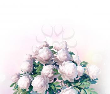 pink peony flowers