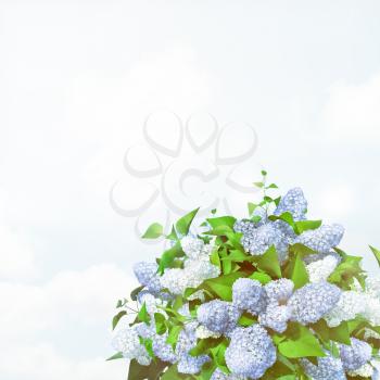 Blooming light blue lilac flowers.