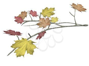 Maple-leaf Clipart