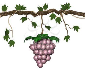 Grapes Clipart