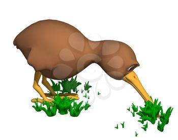 Kiwi Clipart