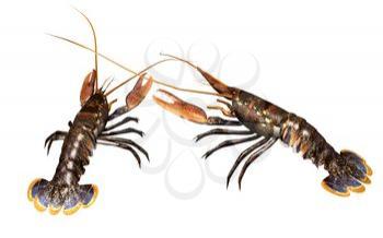 Shrimps Clipart