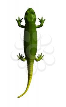 Salamander Clipart