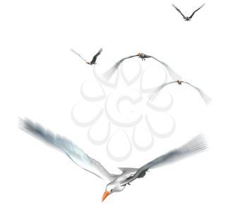 Seagulls Clipart